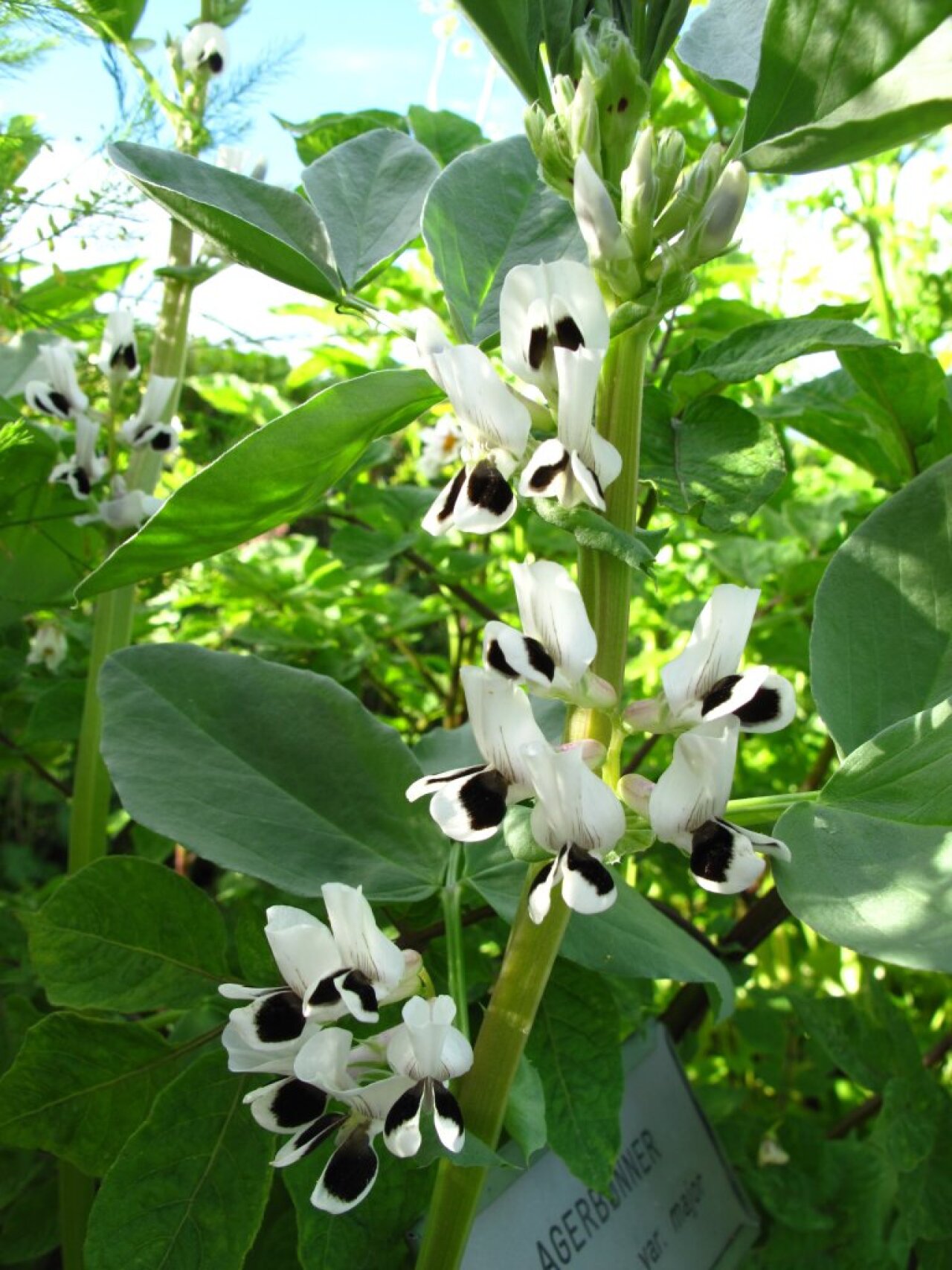 Åkerbønne i blomstringsfase.