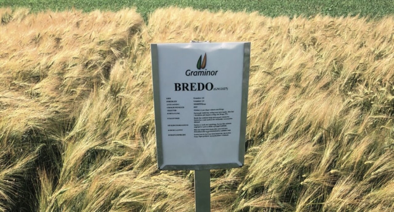 Byggsorten Bredo.