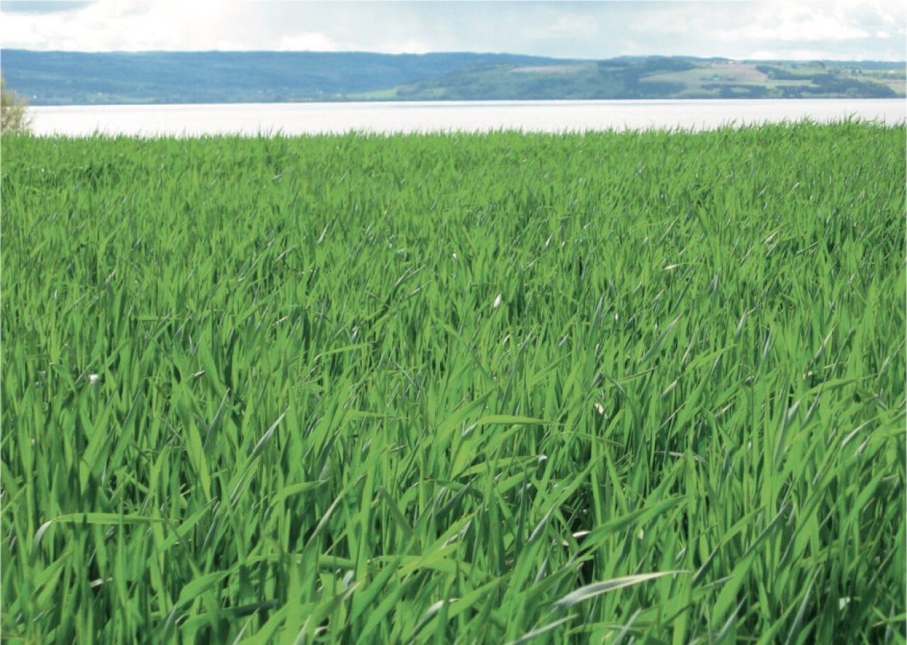 Slåtteeng.